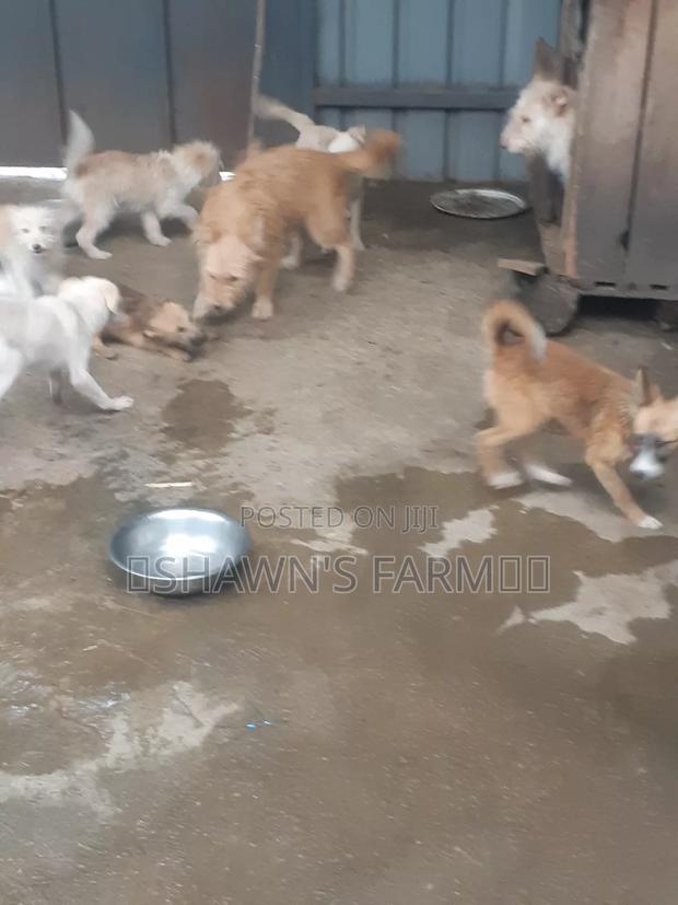 3-6 months Female Purebred Japanese Spitz