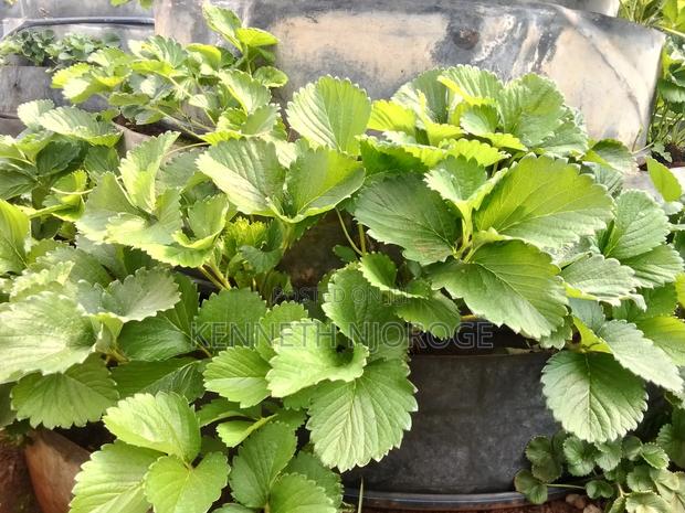 Grade 1 Strawberry Runners/Splits - thumbnail 5