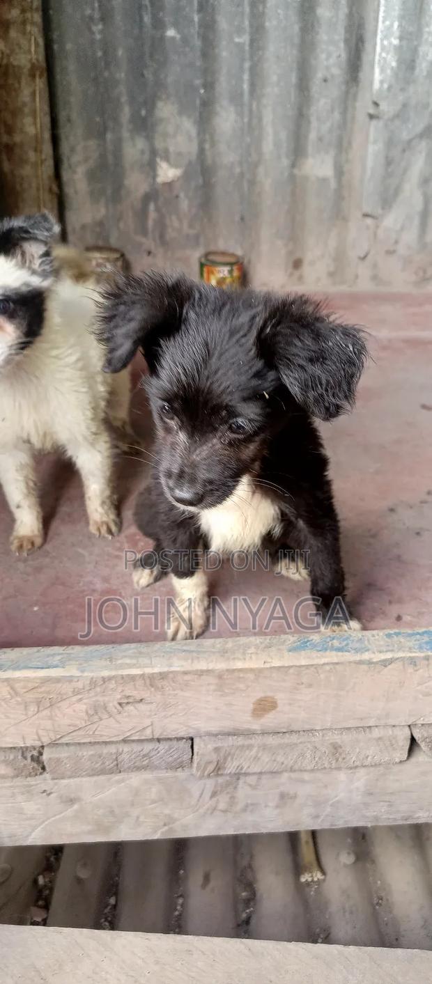 1-3 months Male Purebred Affenpinscher