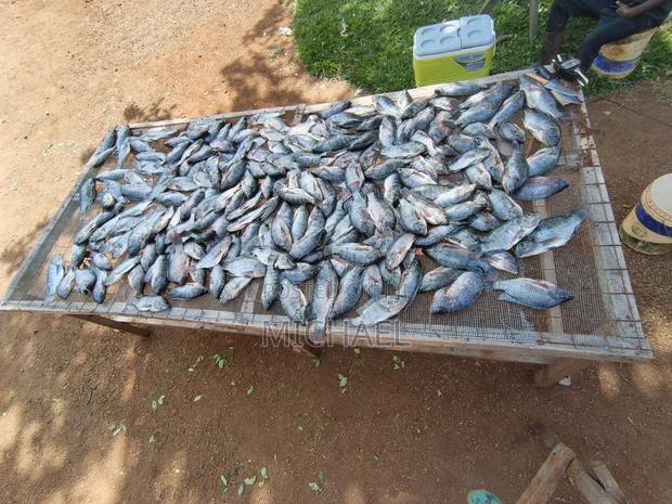 Freshfin Tilapia - thumbnail 2