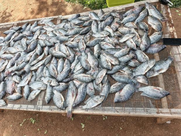 Freshfin Tilapia - thumbnail 4