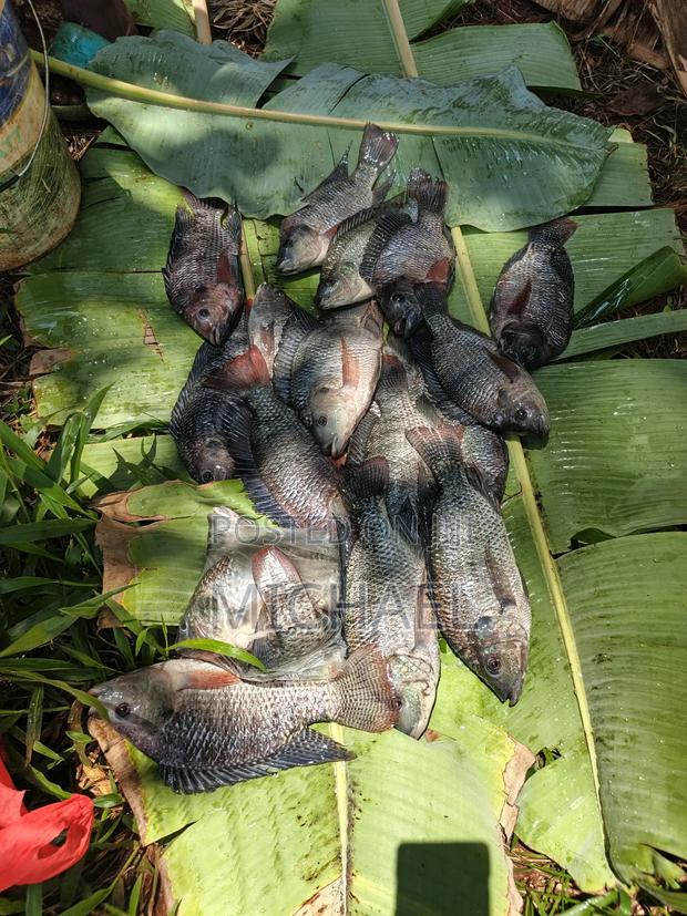 Freshfin Tilapia - thumbnail 5