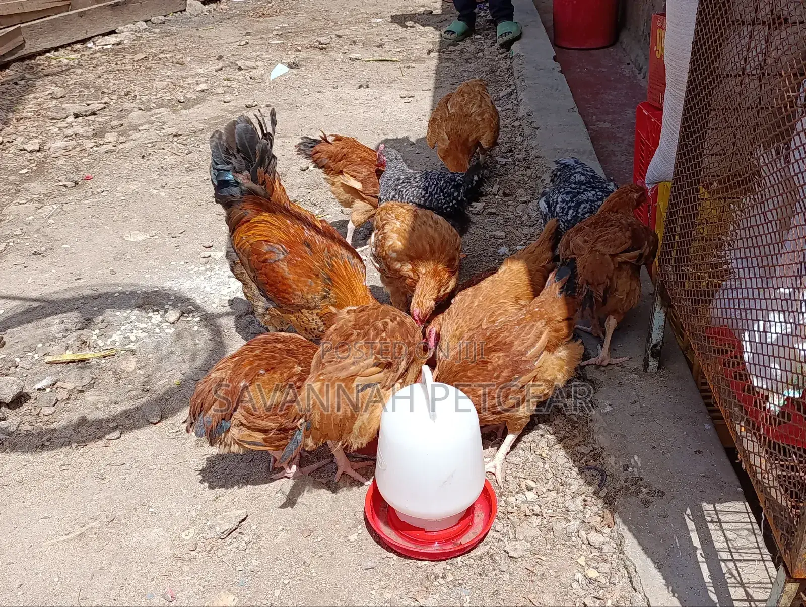 Sasso F1 Mature Chicken For Meat Or Eggs Production, Cocks