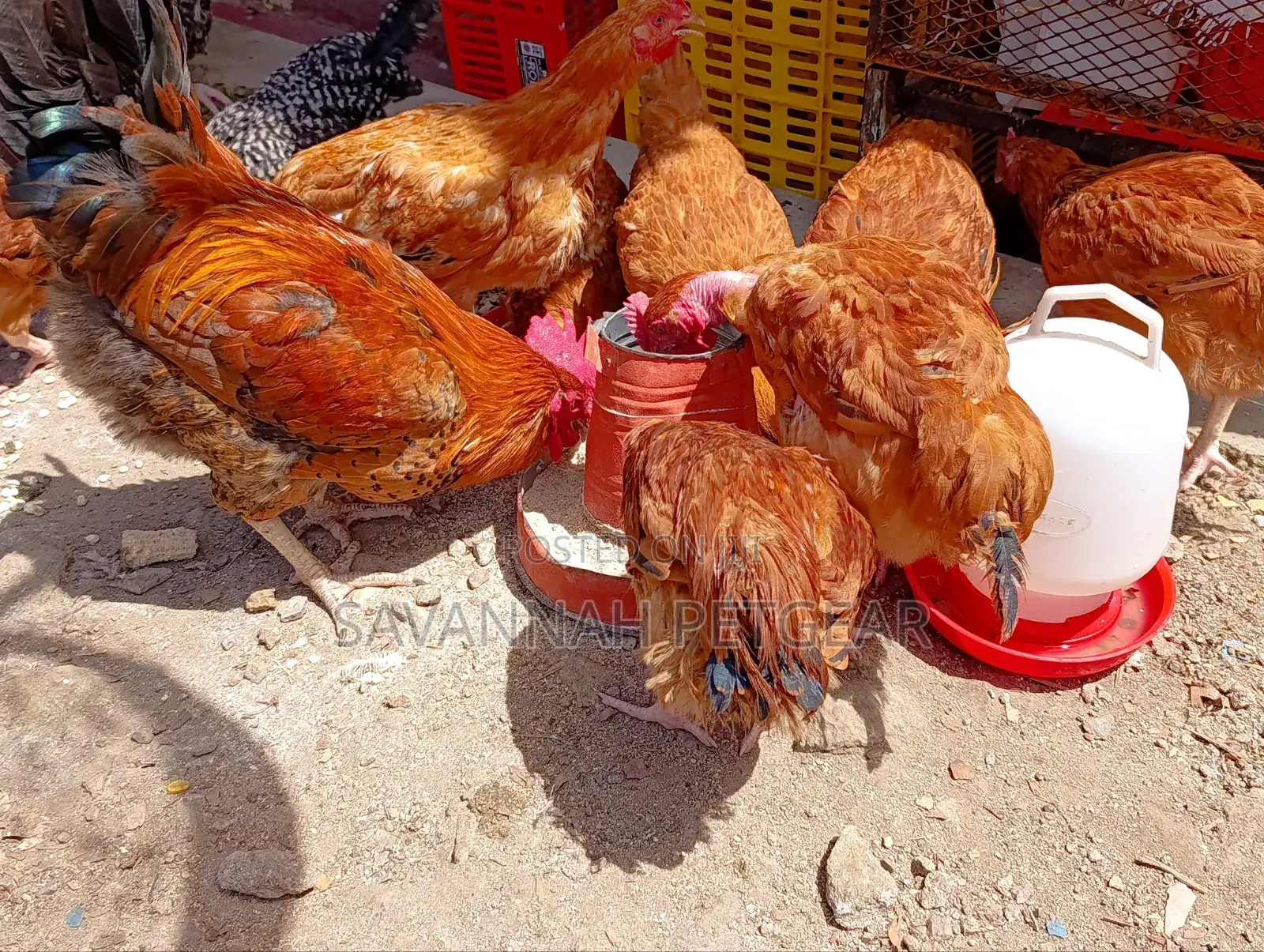 Sasso F1 Mature Chicken For Meat Or Eggs Production, Cocks