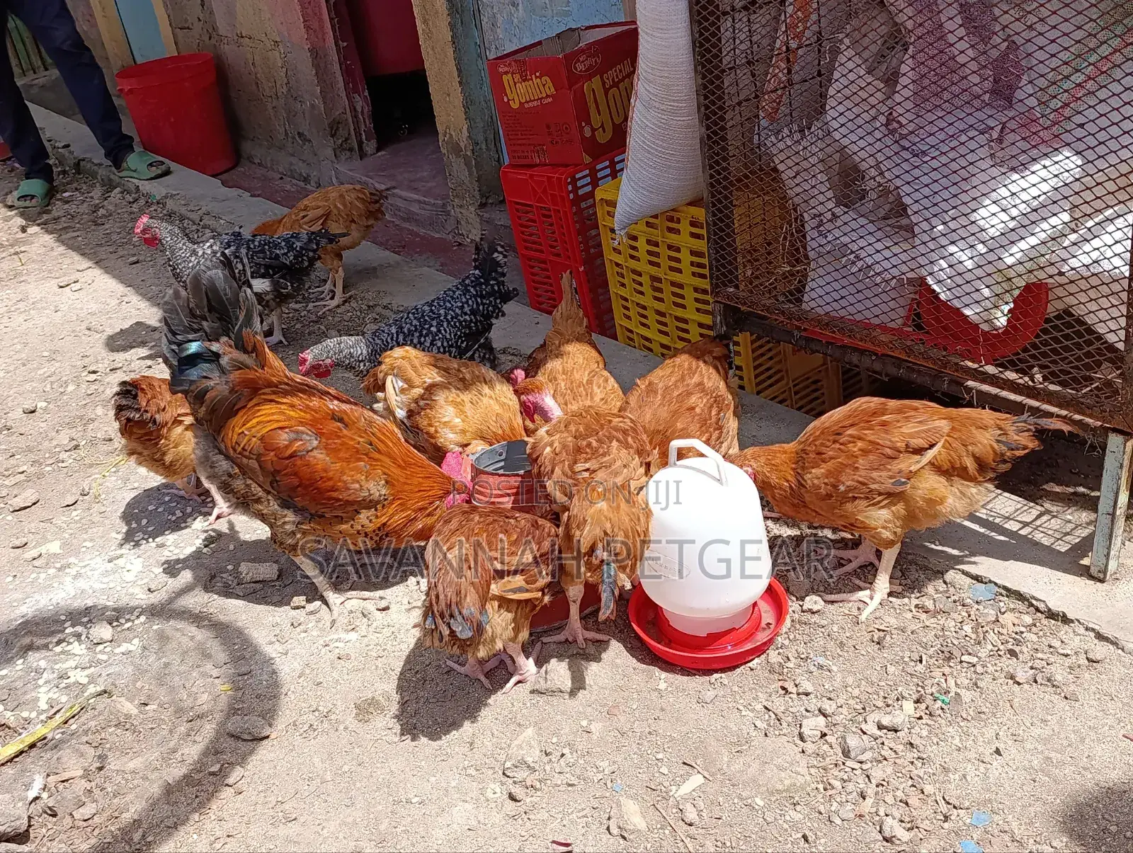Sasso F1 Mature Chicken For Meat Or Eggs Production, Cocks