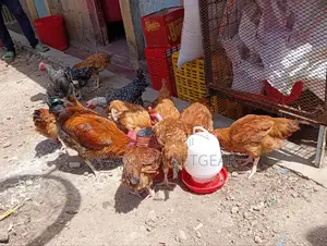 Sasso F1 Mature Chicken For Meat Or Eggs Production, Cocks