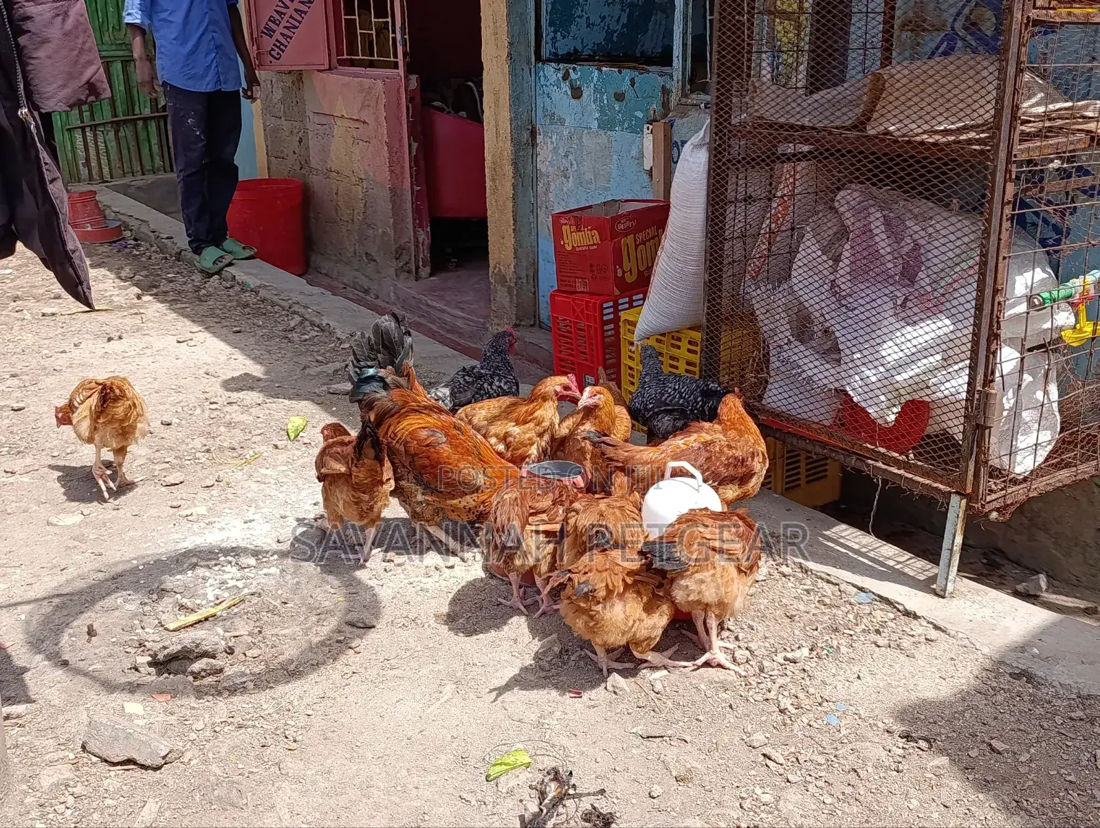 Sasso F1 Mature Chicken For Meat Or Eggs Production, Cocks
