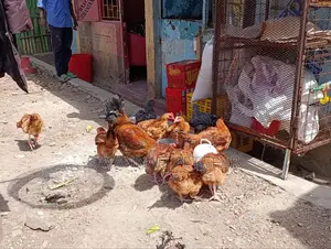 Sasso F1 Mature Chicken For Meat Or Eggs Production, Cocks