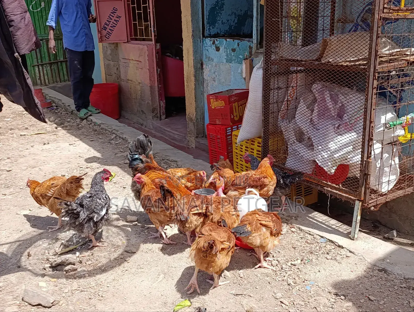 Sasso F1 Mature Chicken For Meat Or Eggs Production, Cocks