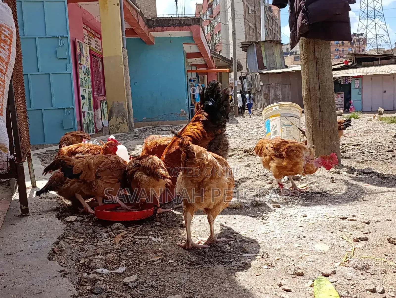 Sasso F1 Mature Chicken For Meat Or Eggs Production, Cocks