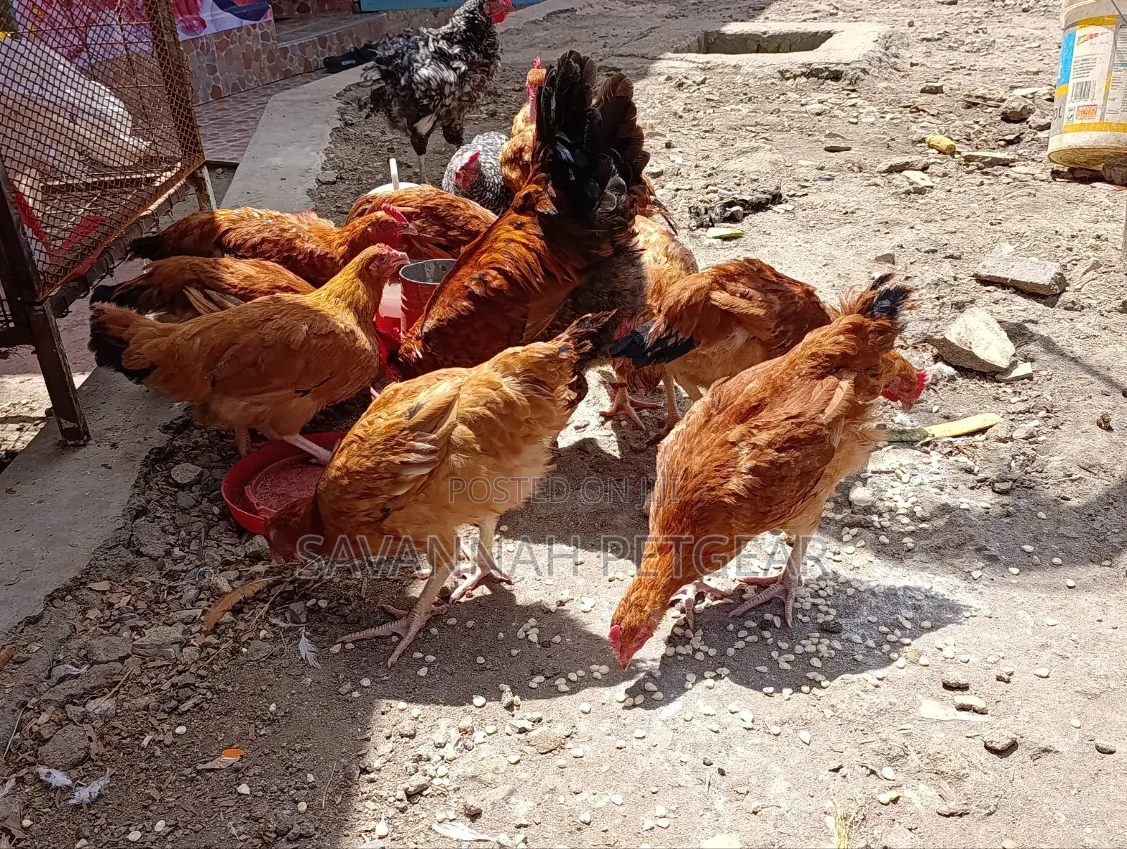 Sasso F1 Mature Chicken For Meat Or Eggs Production, Cocks