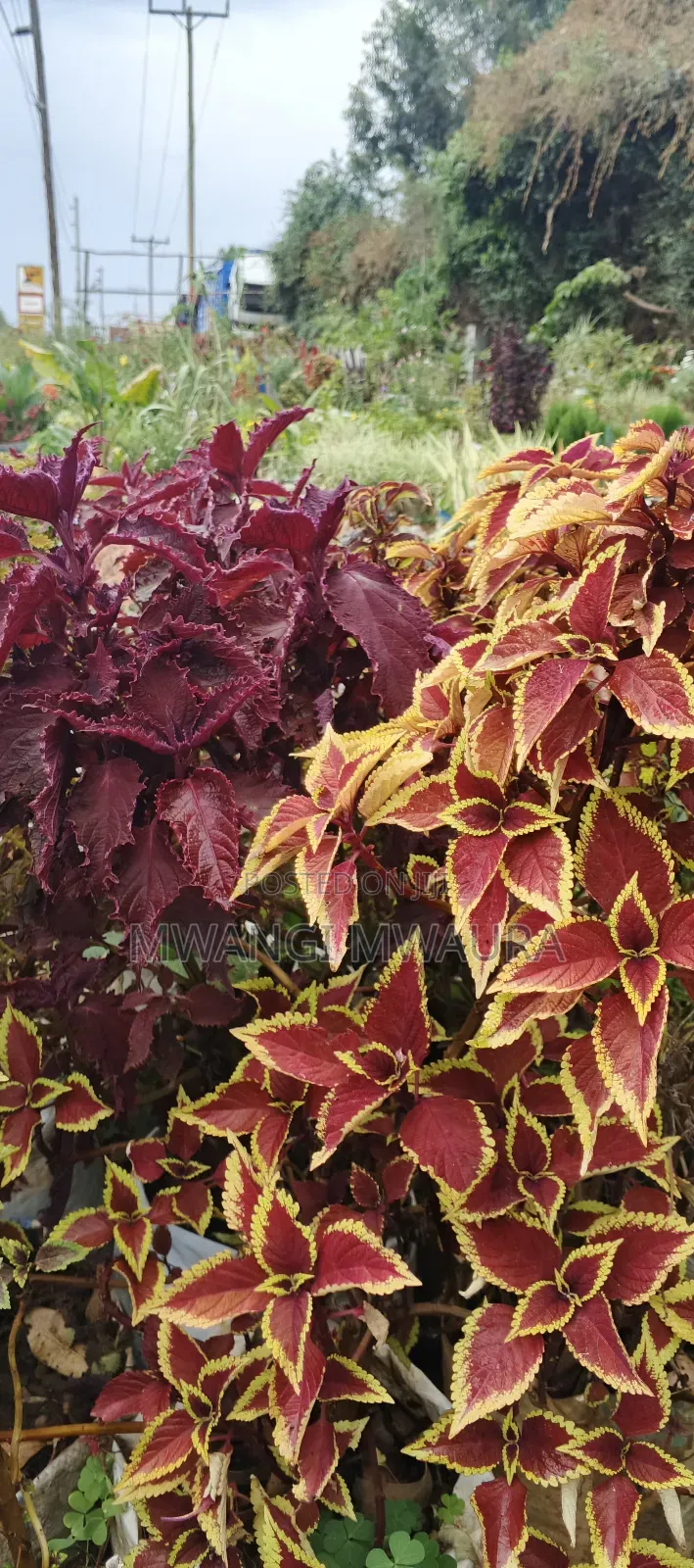 Landscaping Services