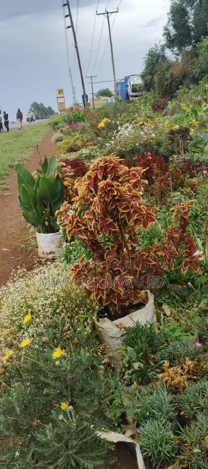 Landscaping Services