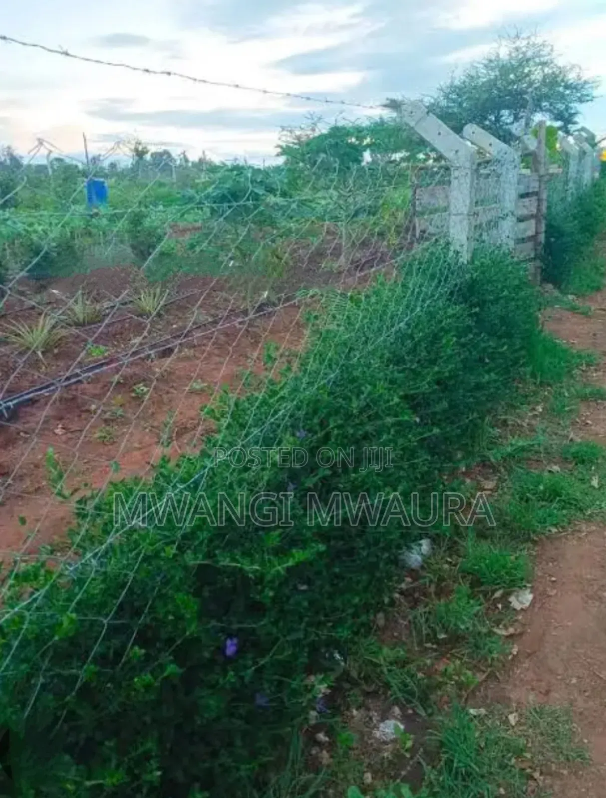 Landscaping Services