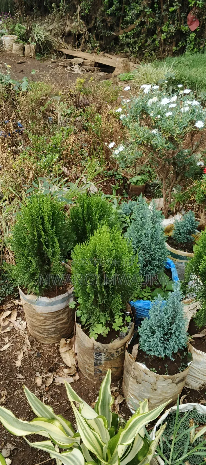 Landscaping Services