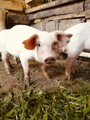 Selling 3 Months Old Piglet