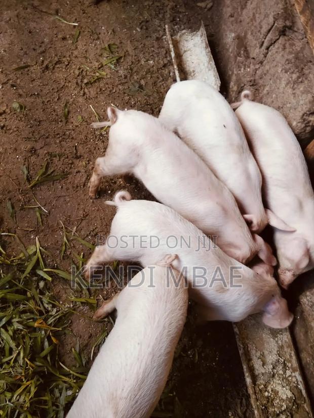Selling 3 Months Old Piglet - thumbnail 3