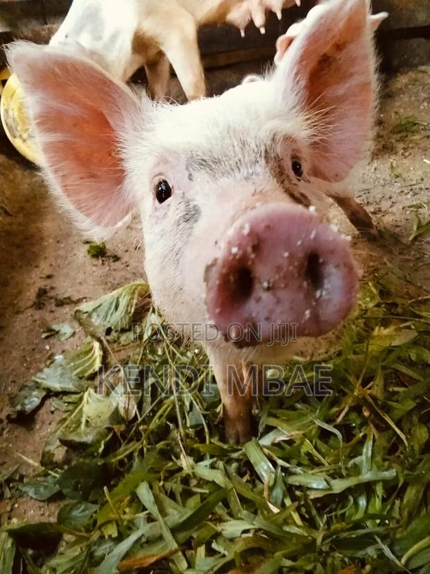 Selling 3 Months Old Piglet - thumbnail 5