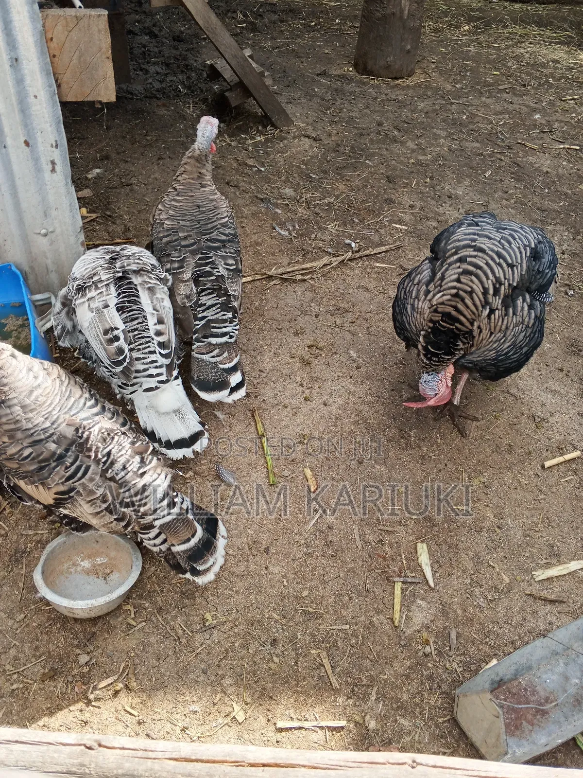 Egg Laying Female Turkeys
