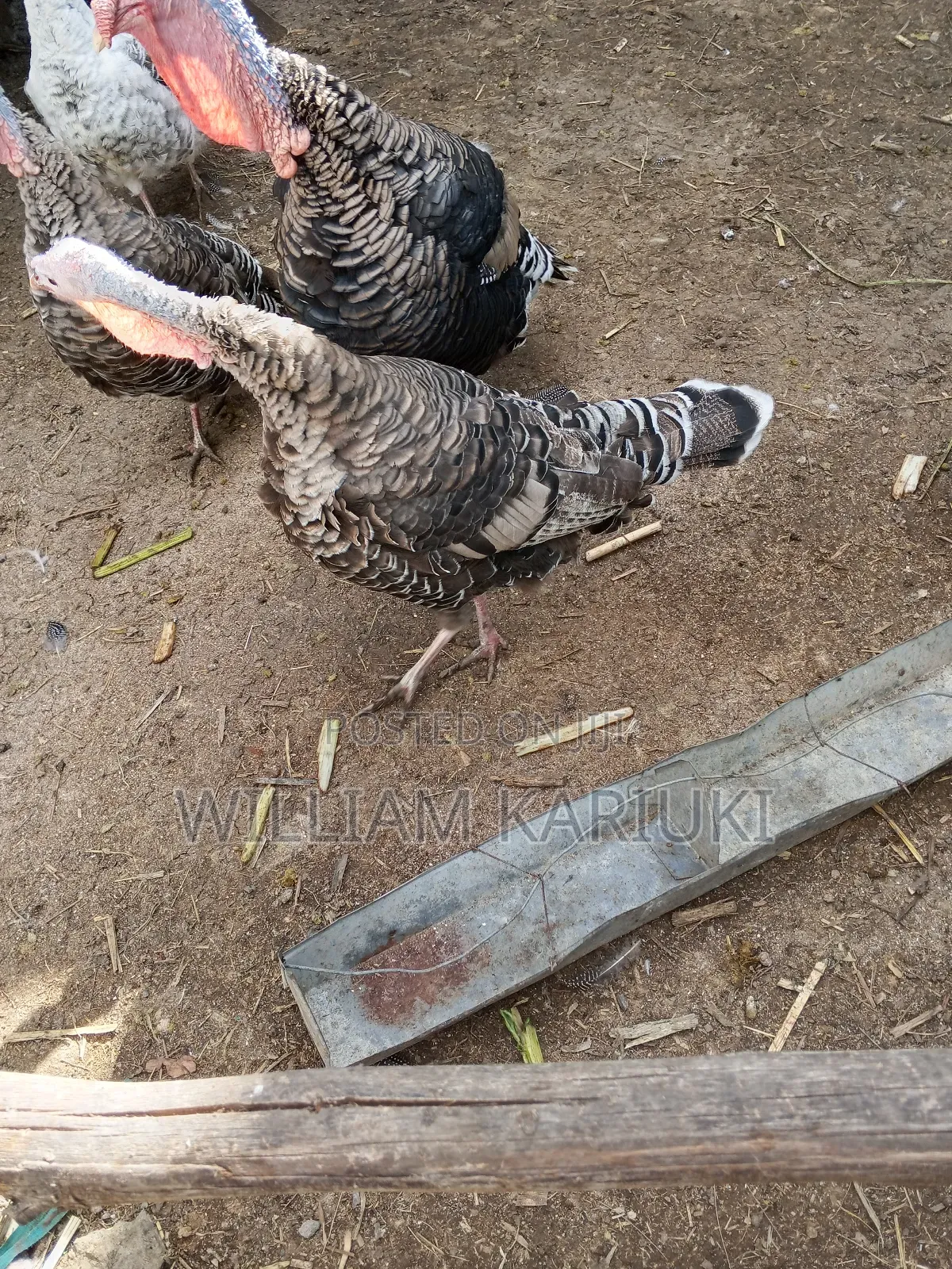 Egg Laying Female Turkeys