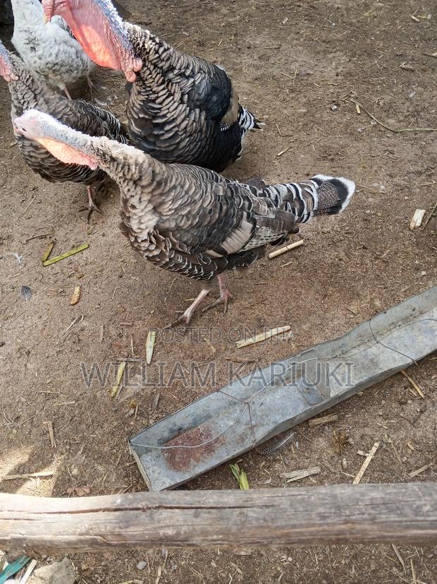 Egg Laying Female Turkeys - thumbnail 2