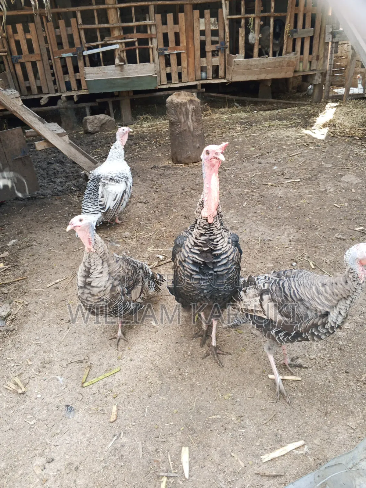 Egg Laying Female Turkeys