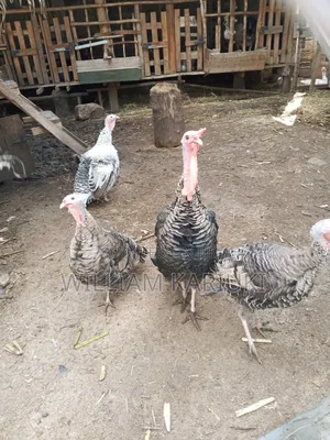 Egg Laying Female Turkeys
