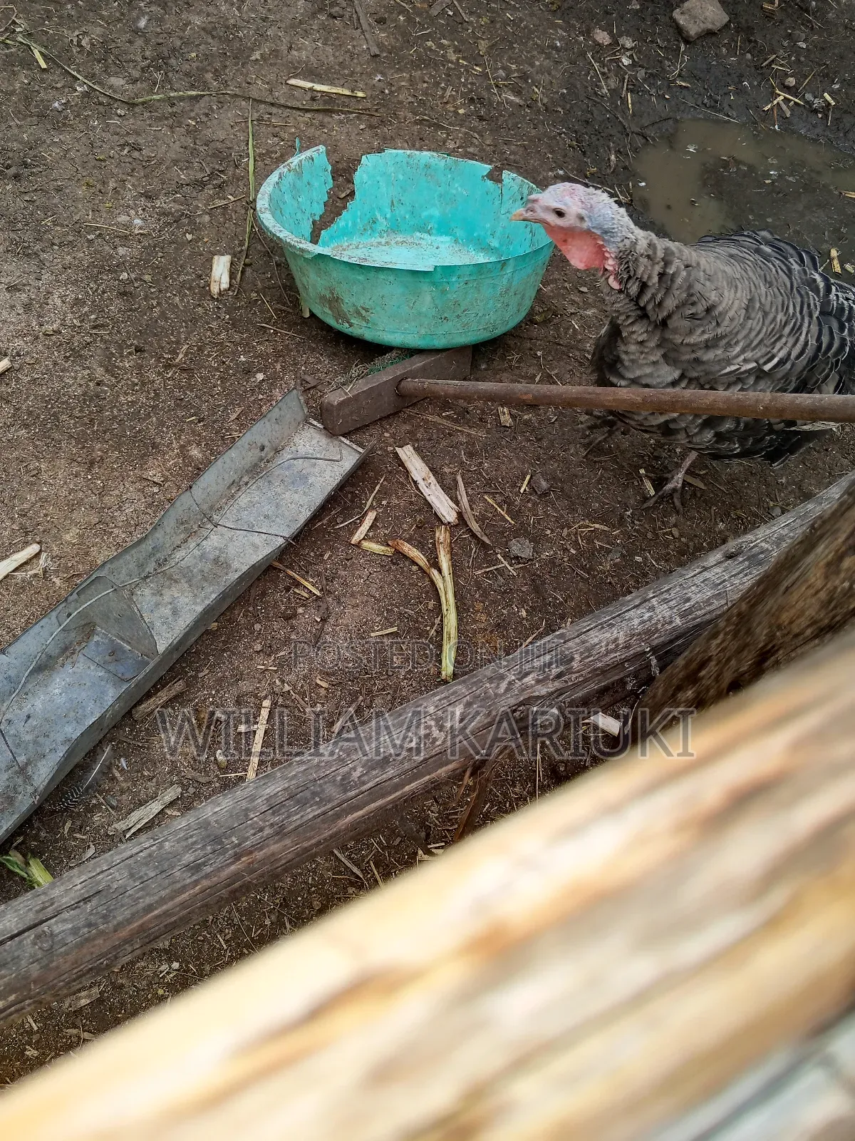 Egg Laying Female Turkeys