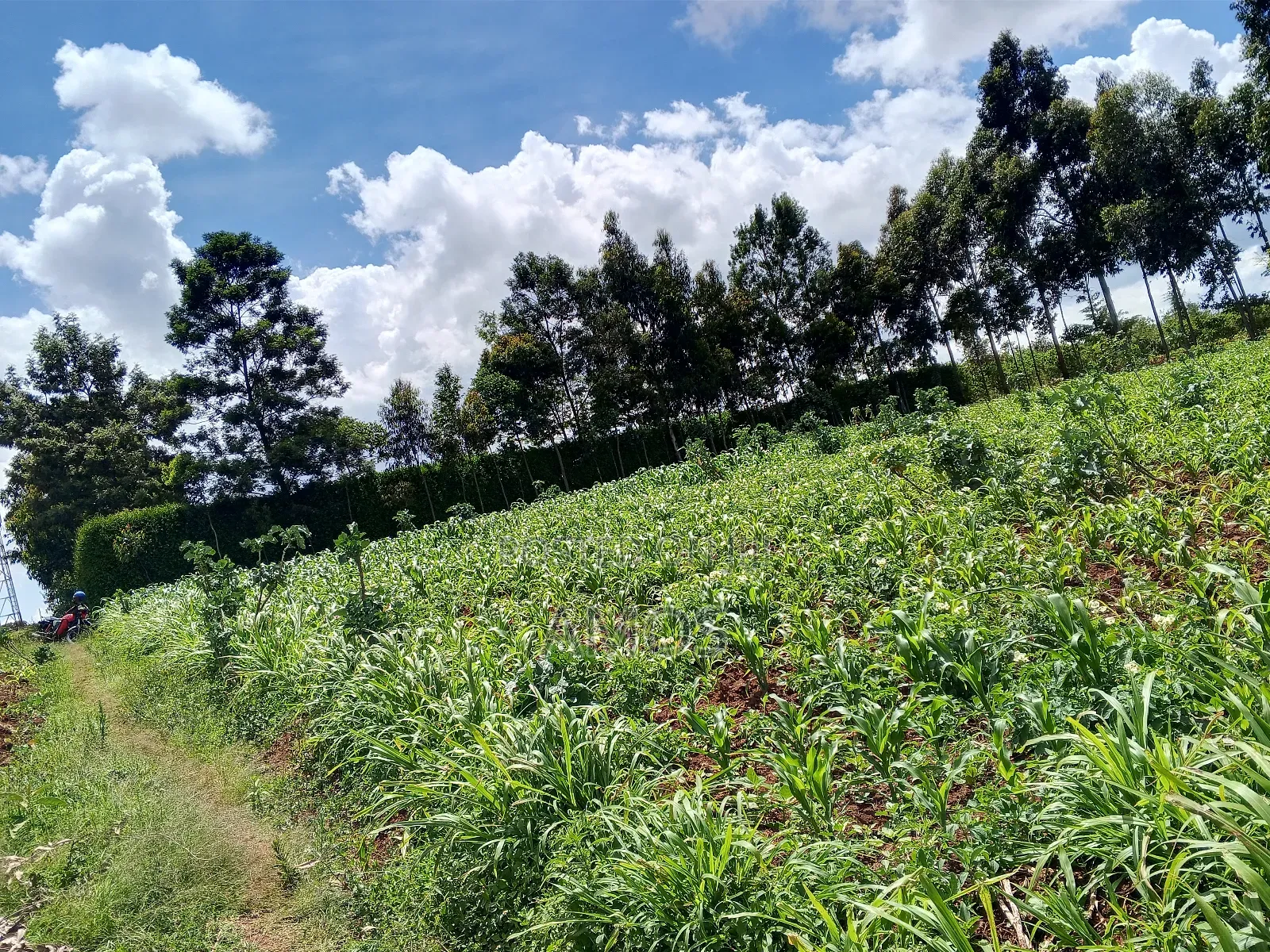 1 Acre Ndeiya Loyal Prime for Residential