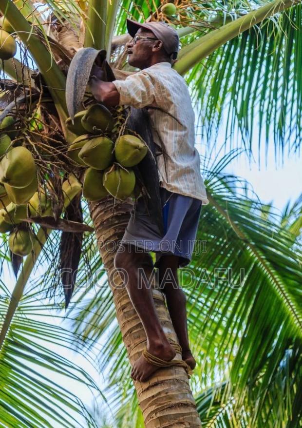 Coconut Water