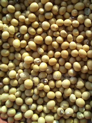 Premium Clean Soya Beans