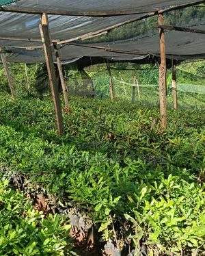 Macadamia Grafted Non Grafted Seedlings
