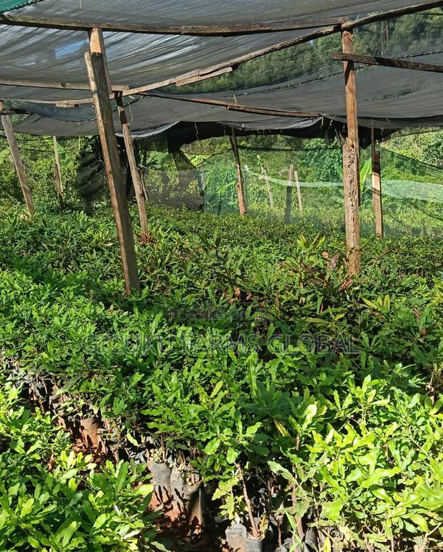 Macadamia Grafted Non Grafted Seedlings - thumbnail 2