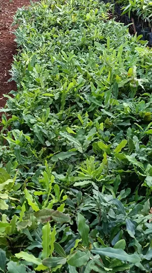 Macadamia Grafted Non Grafted Seedlings