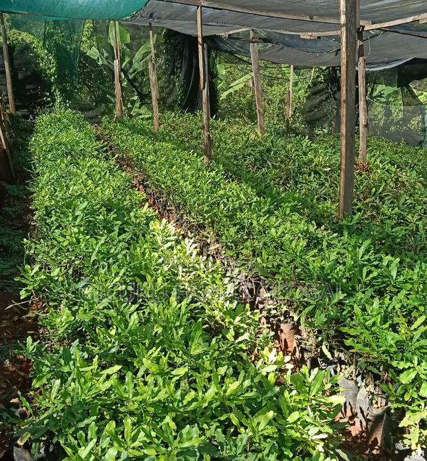 Macadamia Grafted Non Grafted Seedlings - thumbnail 5