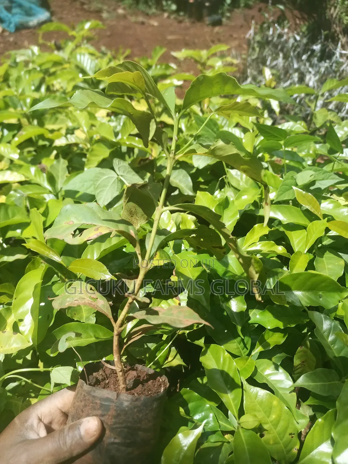 Ruiru 11 Coffee / Batian / Sl28