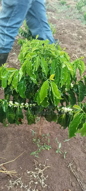 Ruiru 11 Coffee / Batian / Sl28