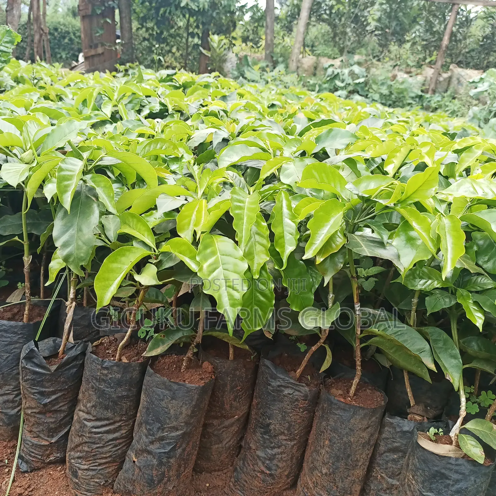 Ruiru 11 Coffee / Batian / Sl28