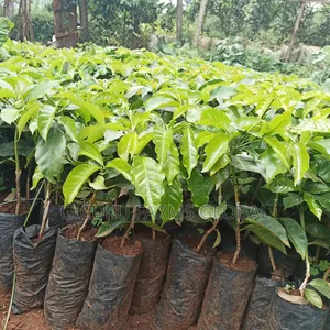 Ruiru 11 Coffee / Batian / Sl28