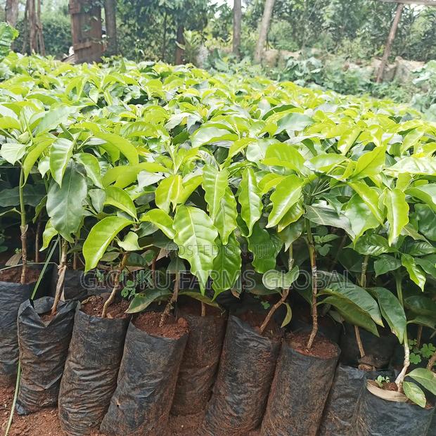 Ruiru 11 Coffee / Batian / Sl28 - thumbnail 3