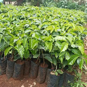 Ruiru 11 Coffee / Batian / Sl28