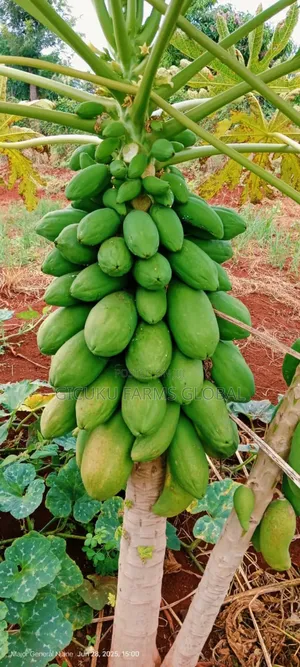 Pawpaw Seedlings