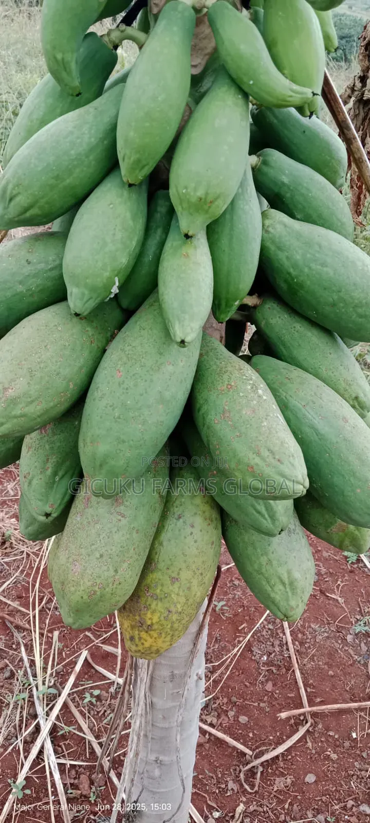 Pawpaw Seedlings
