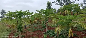 Pawpaw Seedlings