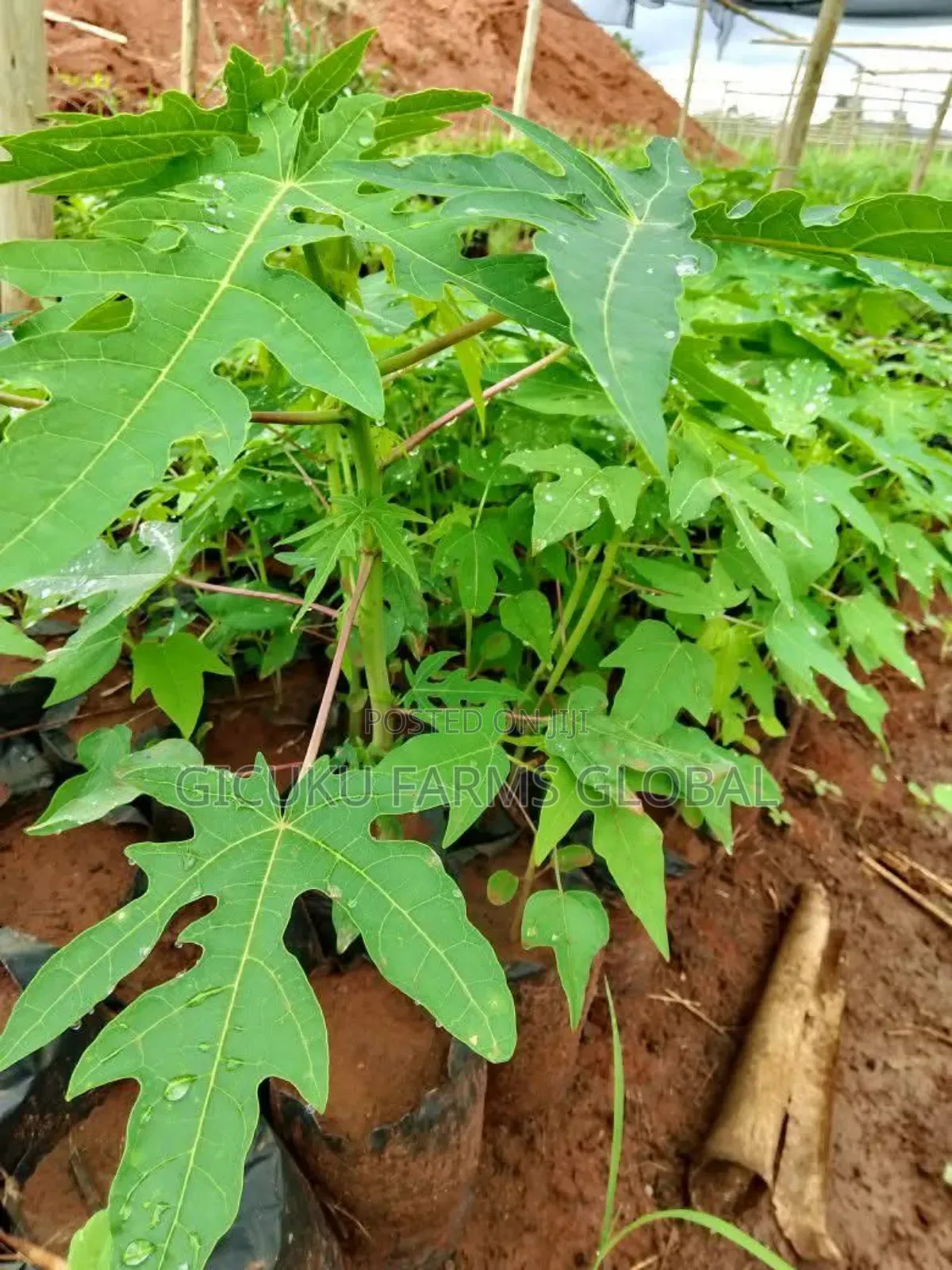 Pawpaw Seedlings