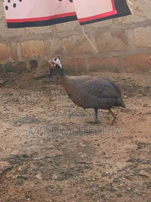 Male Guineafowls Only 1800
