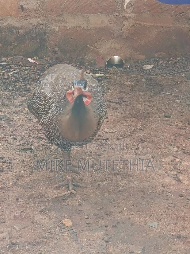 Male Guineafowls Only 1800 - thumbnail 2