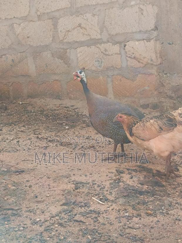 Male Guineafowls Only 1800 - thumbnail 4