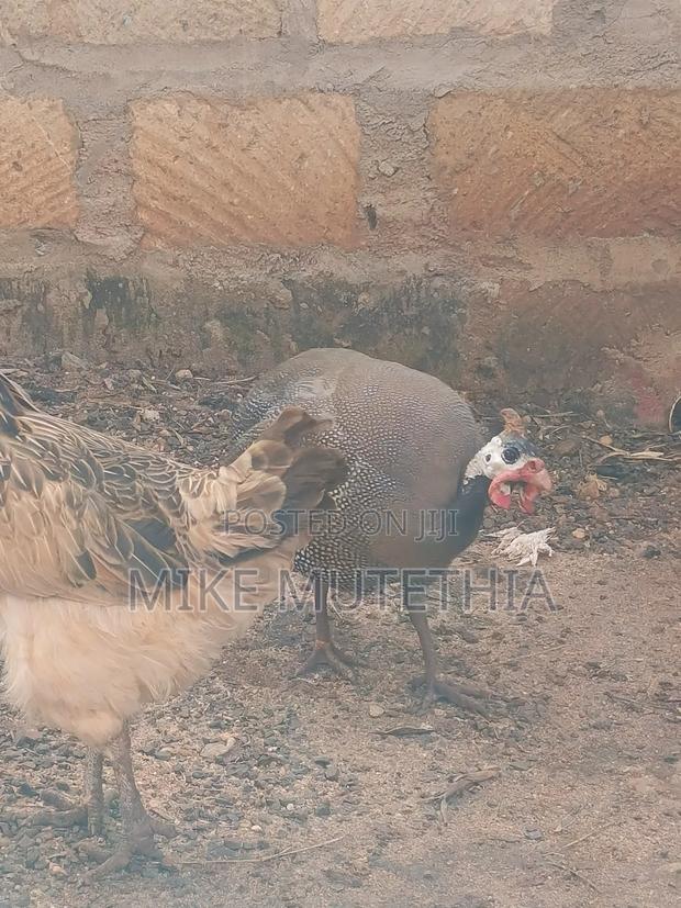 Male Guineafowls Only 1800 - thumbnail 5