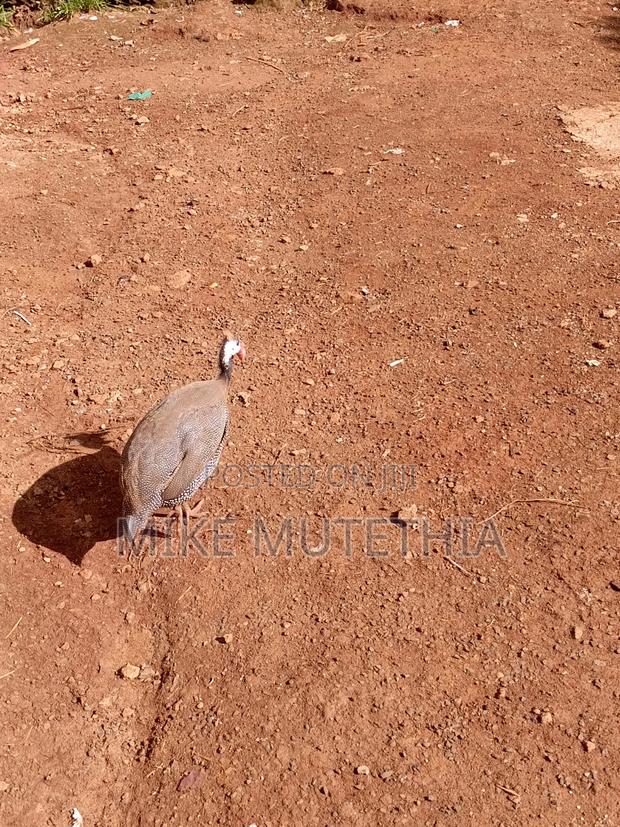 Male Guineafowls Only 1800 - thumbnail 8